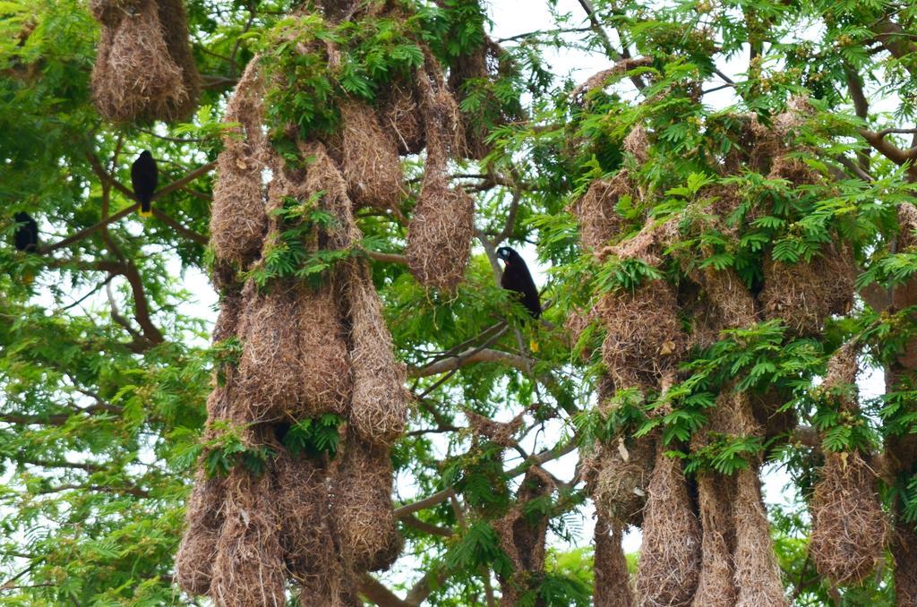 Apoyo Resort & Conference Center Masaya Ngoại thất bức ảnh